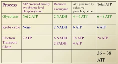 Cellular Respiration Summary Chart