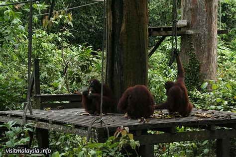 Sepilok Orangutan Rehabilitation Center