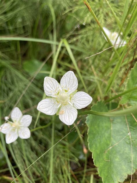 marsh grass of Parnassus from Marsfjället Vilhelmina AC SE on August