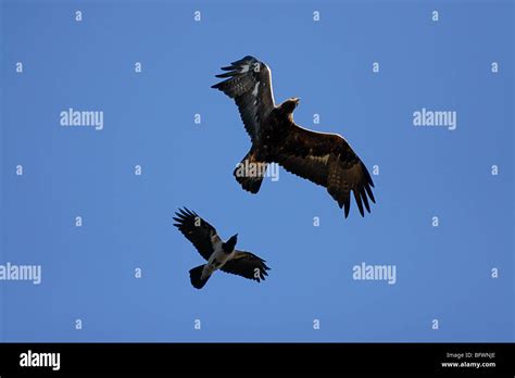 Eagle Chasing Prey Hi Res Stock Photography And Images Alamy