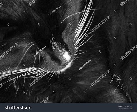 Black Cat White Whiskers Top View Stock Photo 793431574 | Shutterstock