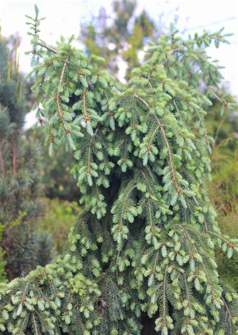 Ель колючая Глаука Пендула Picea pungens Pendula | Питомник Тайга