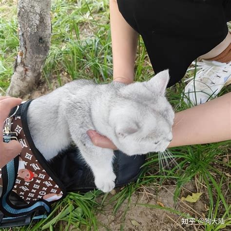 第一次带猫出门遛弯，它却永远的离开了我，后悔不已！ 知乎