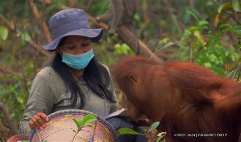 ARE ORANGUTANS EMPATHETIC?