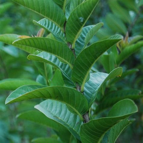 Did You Know That Nutrient Enriched Guava Leaves Have Numerous Health Benefits - Small Joys