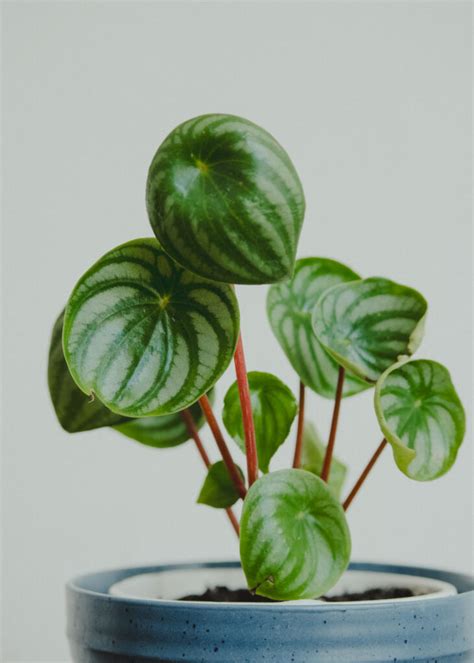 Peperomia Sandersii Plants Lovers Uy