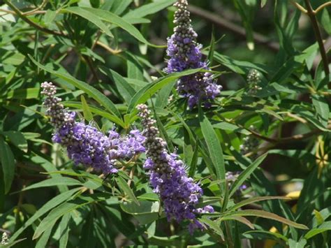 Vitex agnus castus - Agnocasto