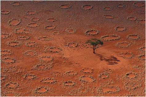 Mystery Behind African Fairy Circles Solved The Answer Is More Toxic