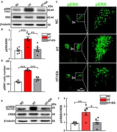 Frontiers Glun A Erk Creb Signaling Pathway Involved In