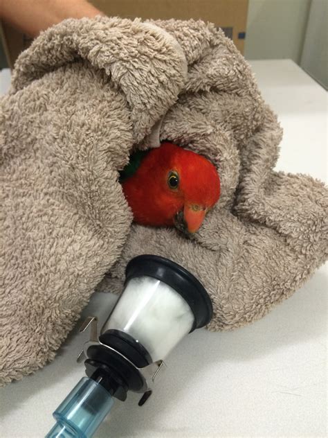 guide to parrot not moving without vet 4