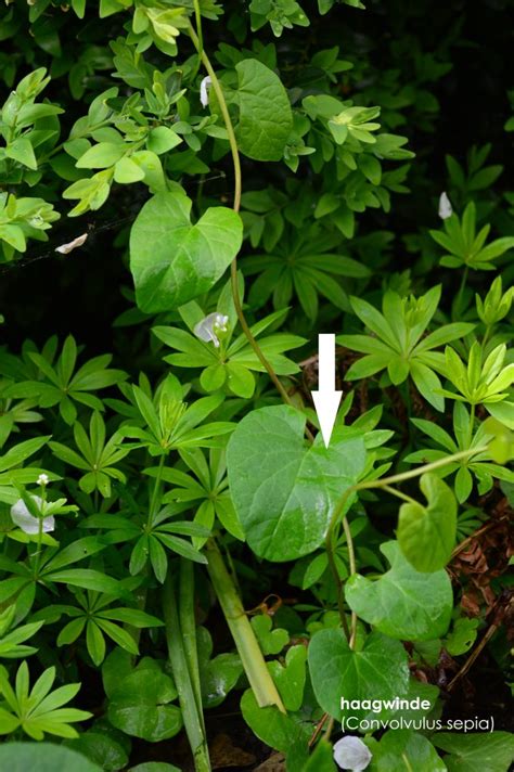 Onkruid In Je Tuin Herkennen Oxalis Tuinontwerp