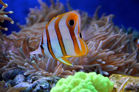 images underwater green animals macro photography organism