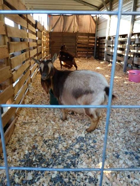 DIY Goat Pen Ideas: Plans To Keep Your Goats Safe | Goat pen, Goats ...