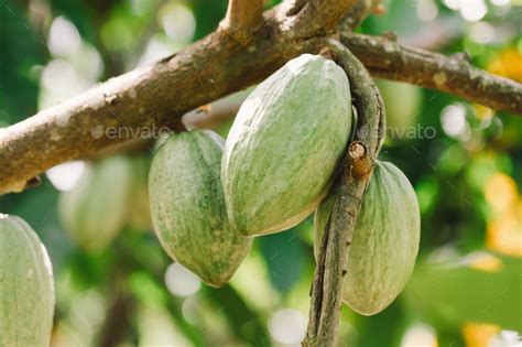 Cacao Tree Theobroma Cacao Organic Cocoa Fruit Pods In Nature Stock