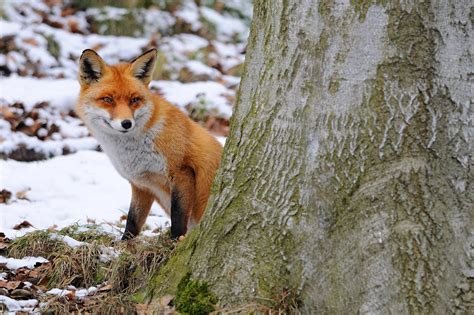 Vorgeschmack Auf Den Winter Forum F R Naturfotografen