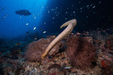 A guide to the sea snakes of Australia - Australian Geographic