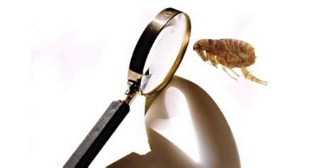 Signs of a Flea Infestation | How to Spot Fleas | Best Pest Control