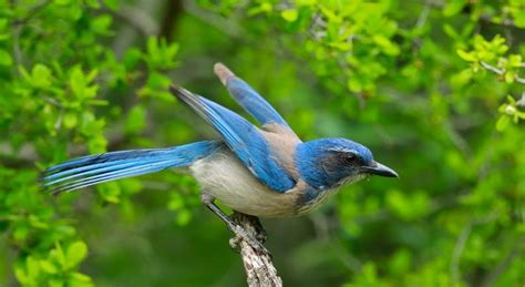 Central Texas Backyard Birds Travis Audubon