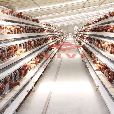 Battery Layer Cage Price In Ghana For 10000 Chicken Poultry