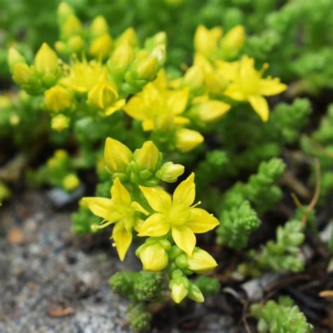 15 Stunning Sedum Plants for Heat and Cold - Envisage Scapes