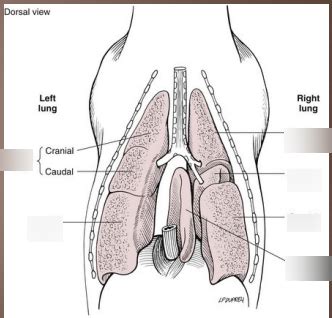 lung lobes Diagram | Quizlet