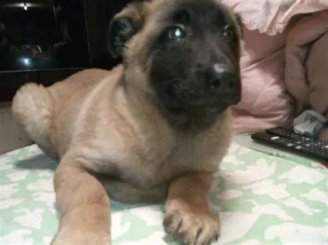 Un Chiot Malinois Fauve Charbonn M Le Non Lof Disponible La Vente