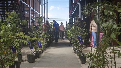 No M S Do Meio Ambiente Regionais De Curitiba Distribuem Mil Mudas