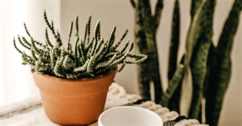 how to grow cactus faster minecraft