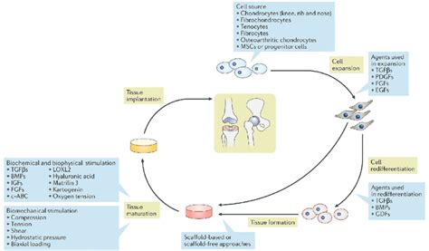 Tissue Engineering Strategies For Articular Cartilage Regeneration Download Scientific Diagram