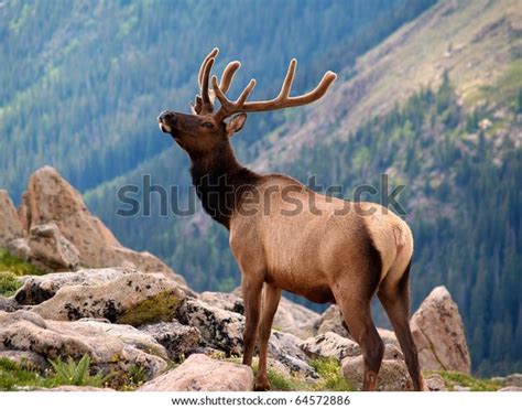 Rocky Mountain National Park Elk Herd Stock Photo 64572886 | Shutterstock