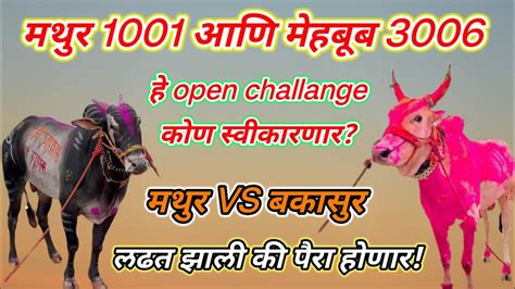 मथुर 1001 आणि मेहबूब 3006 यांच ओपन Challange कोण स्वीकारणार बकासुर