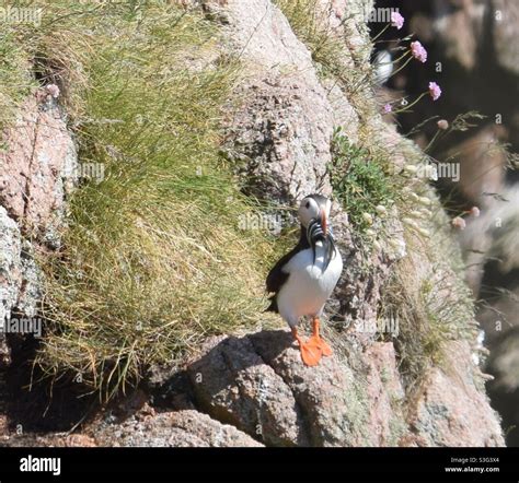 Puffin with sand eels Stock Photo - Alamy