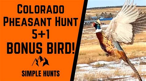 Colorado Pheasant Hunting At Rocky Mountain Roosters 23e Youtube