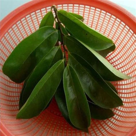 Daun Durian Belanda Segar Fresh Natural Soursop Leaf Shopee Malaysia