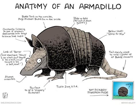 ANATOMY OF AN ARMADILLO - )