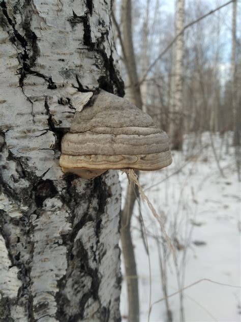 Hoof Fungus From On November