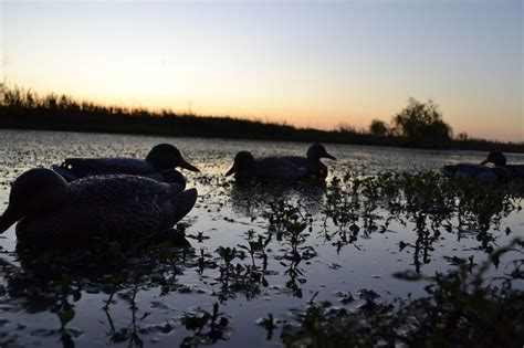 Late Season Duck Hunting Tips From an Expert