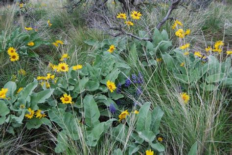 Shrub-steppe Plant Adaptations - Wenatchee Naturalist