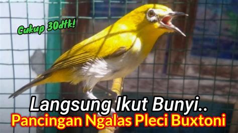 Lihat Respon Pleci Anda Pancingan Pleci Buxtoni Ngalas Supaya Cepat