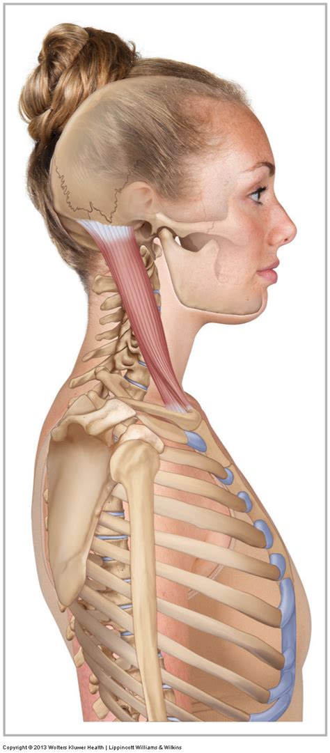 Sternocleidomastoid Learn Muscles