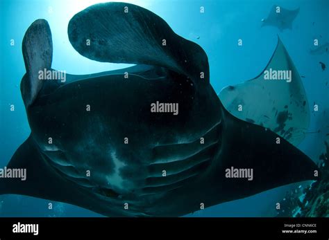 Manta Ray Manta Birostris Adults Feeding Swimming Edge Reef Manta Sandy