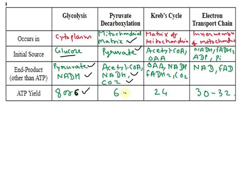 Solved What Are The Major Features Of Glycolysis Pyruvate