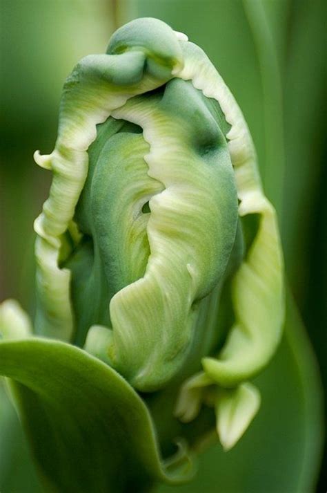 Green Parrot Tulip Out Of All The Colours In The Variety Pack I Get