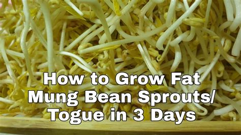 How To Grow Fat Mung Bean Sproutstogue In 3 Days The Cooking Teacher