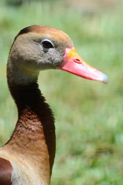 Filipino Duck Stock Photos Royalty Free Filipino Duck Images