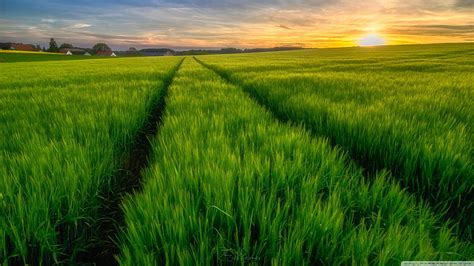 Green Field Spring Ultra Backgrounds Agriculture Hd Wallpaper Pxfuel