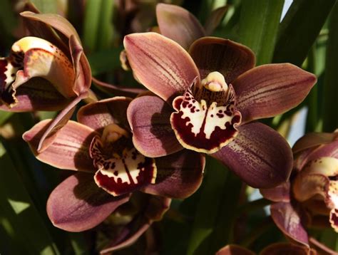 5 Stunning Orchid Varieties For Your Home