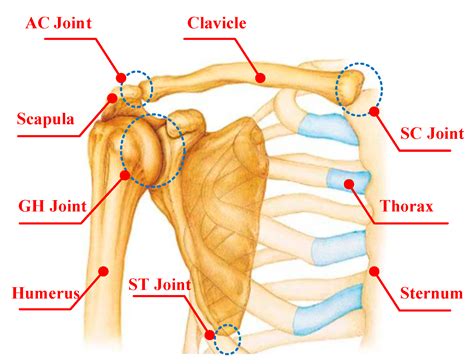 Sternoclavicular Joint And Acromioclavicular Joint