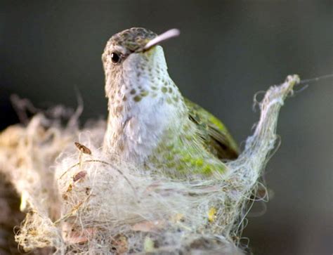 Hummingbird Nest Facts Hummingbirds Plus