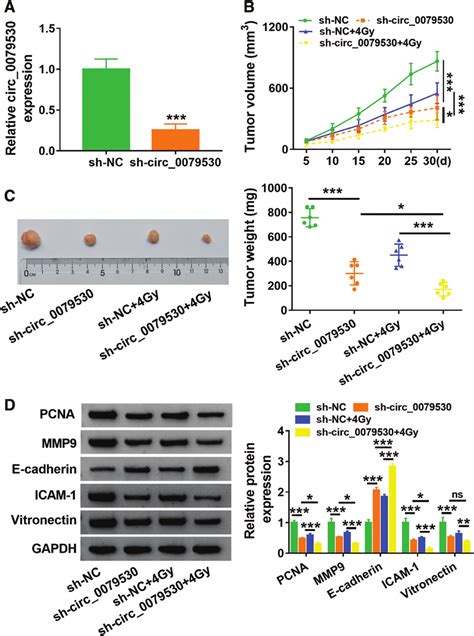 Circ Knockdown Suppresses Tumor Growth In Nsclc Mice Were